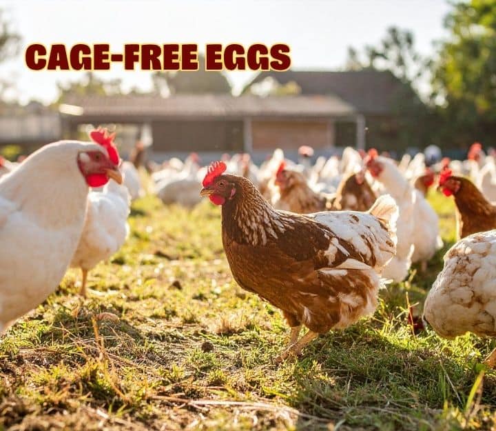 Papa Johns cage free egg commitment